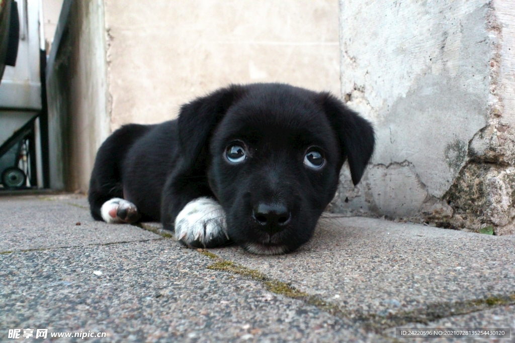 狗