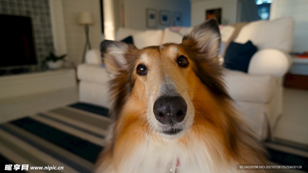 狗