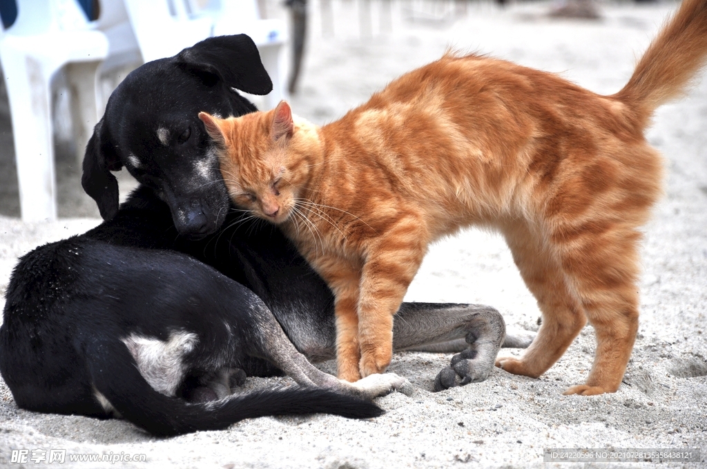 小猫小狗