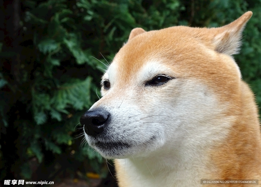 狗