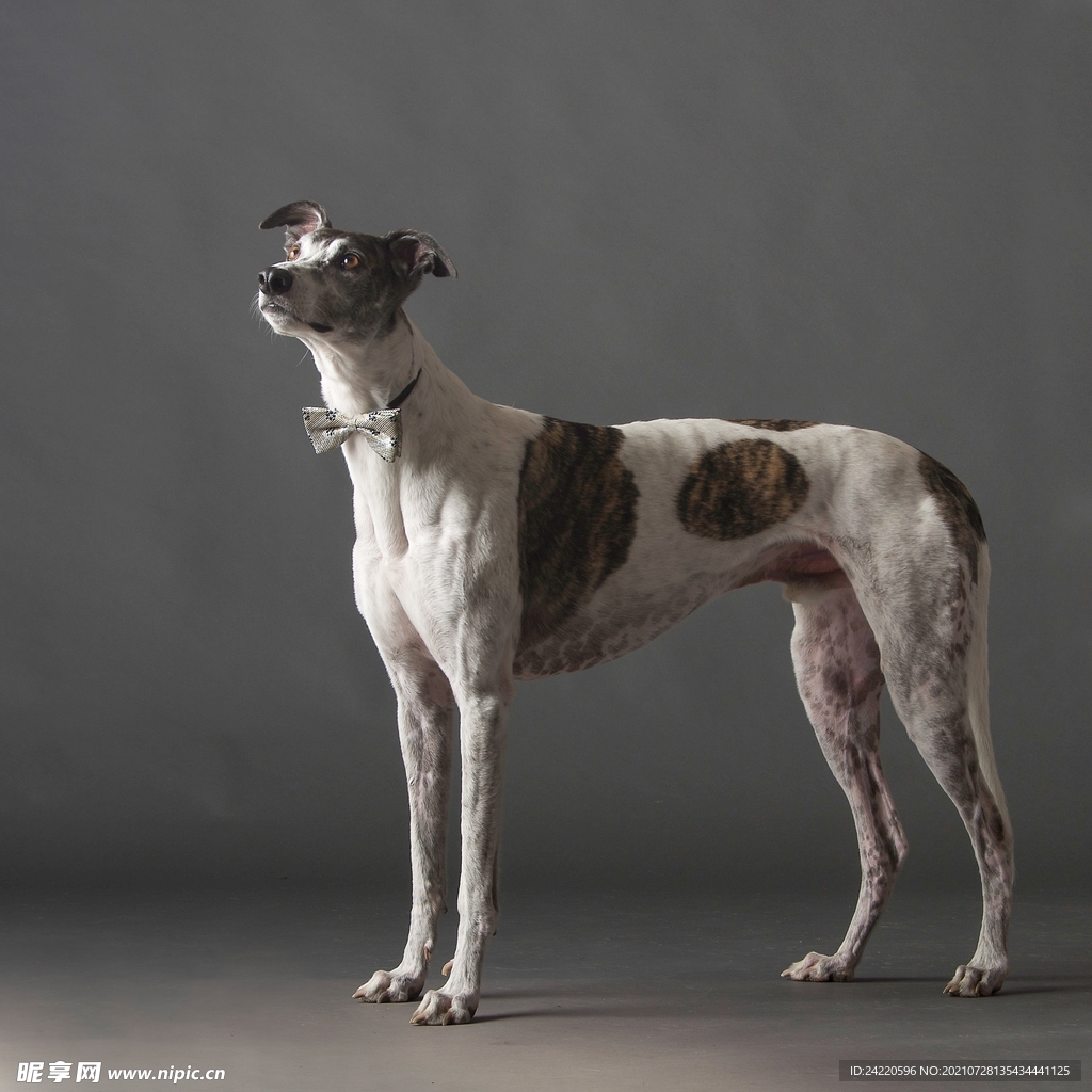 狗