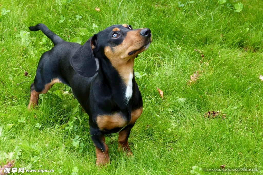 狗