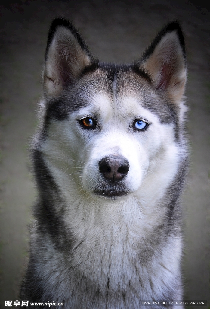 狗