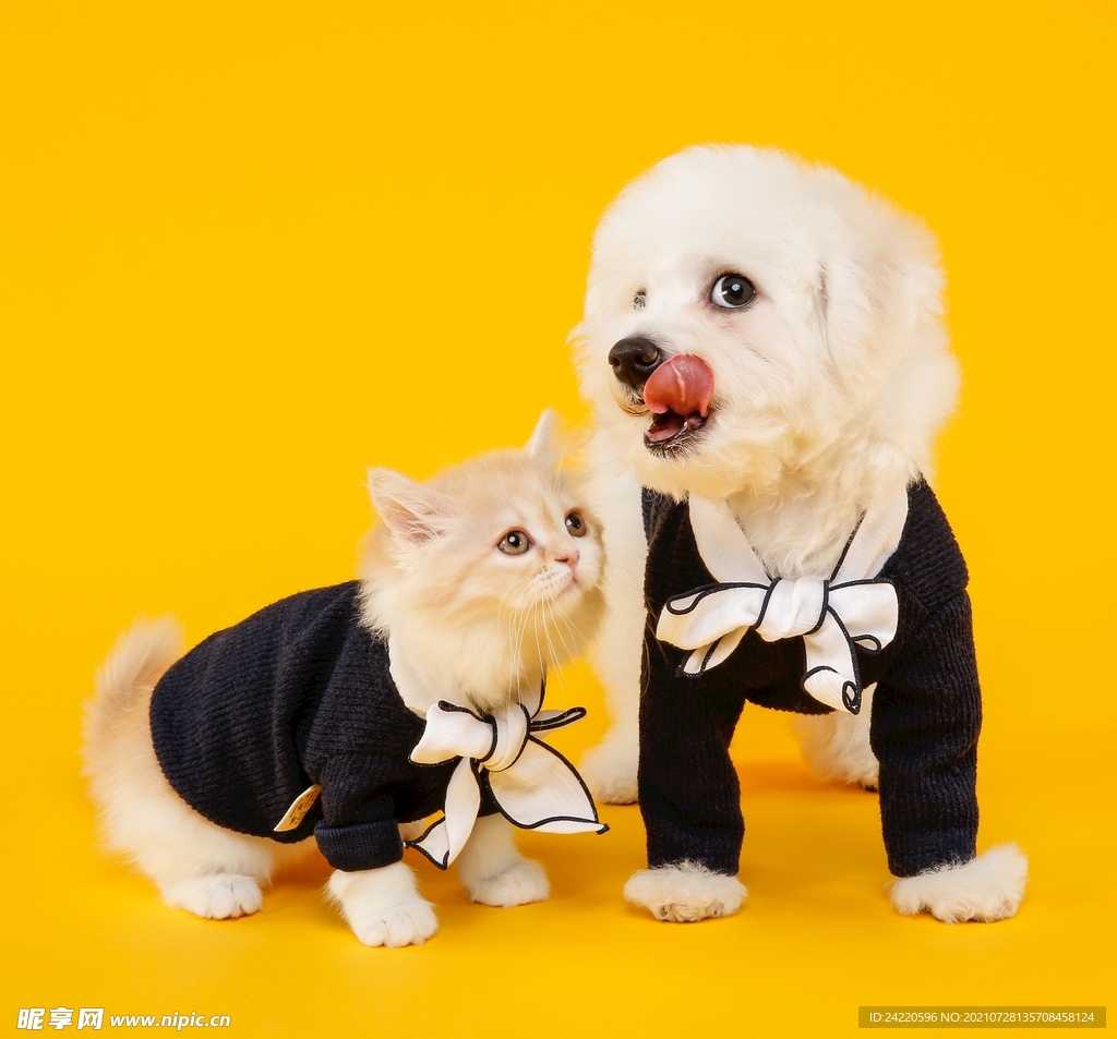 小猫小狗