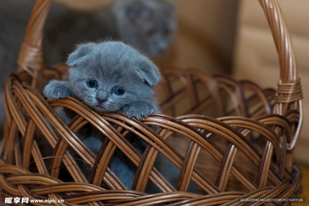 猫
