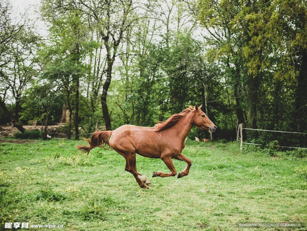 骏马