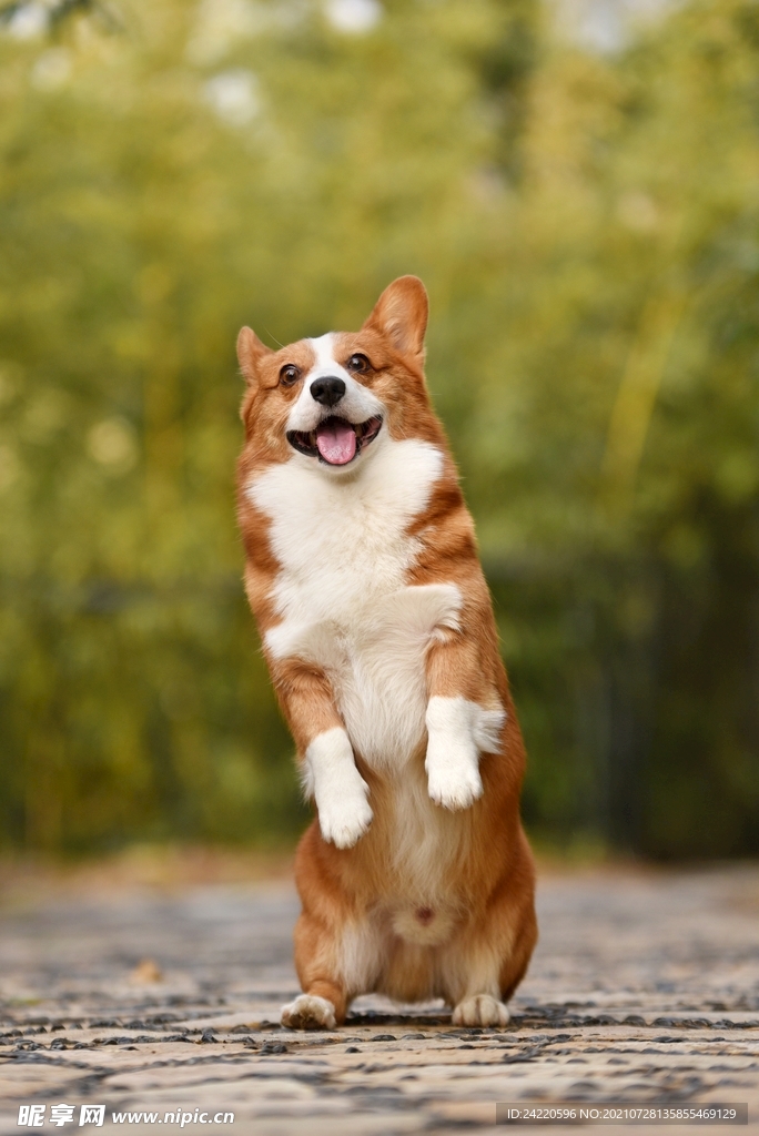 狗