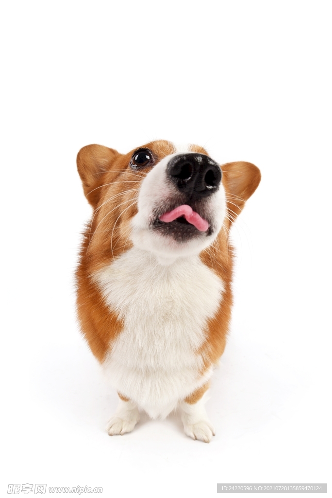 狗