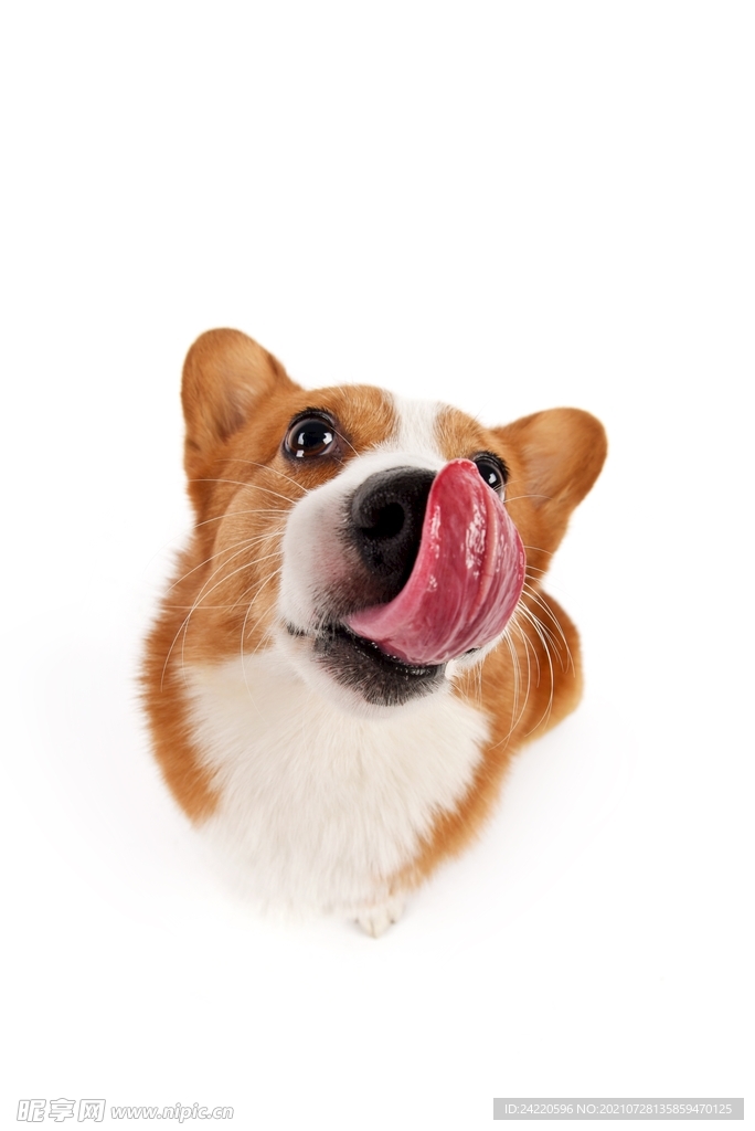 狗