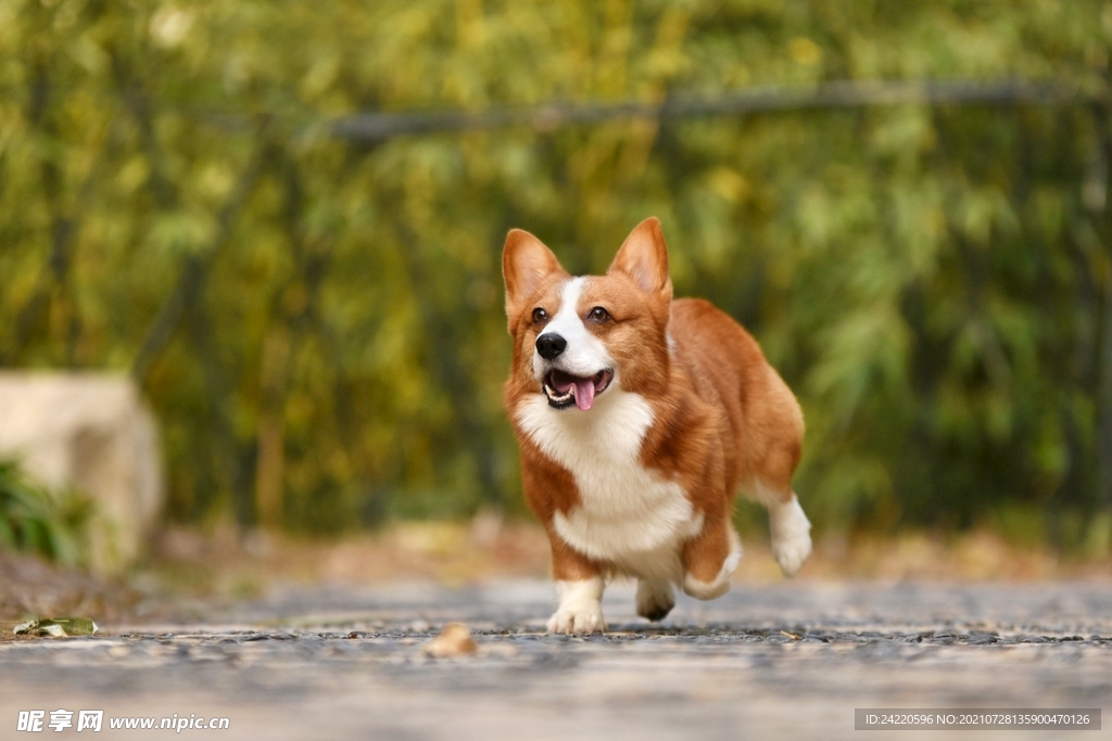 狗