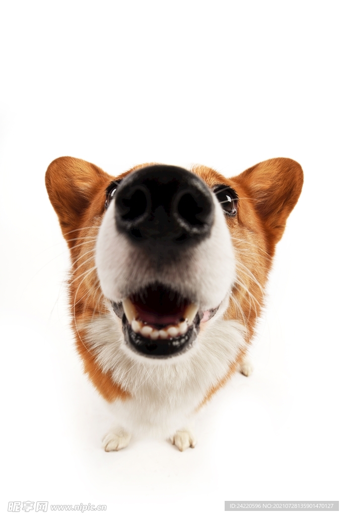 狗