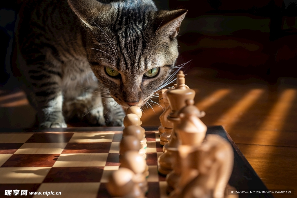 猫