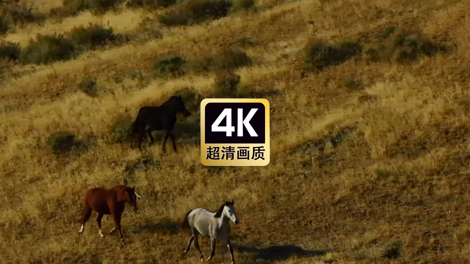 航拍草原上奔跑的马群