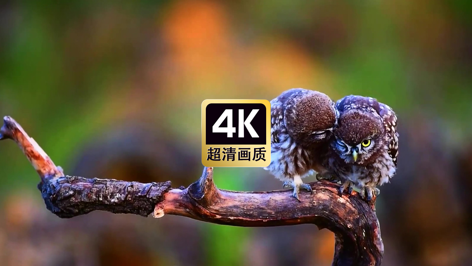 动物特写树干上的猫头鹰