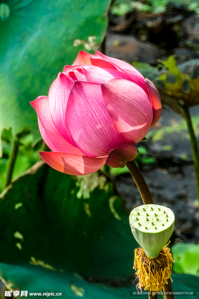 荷花