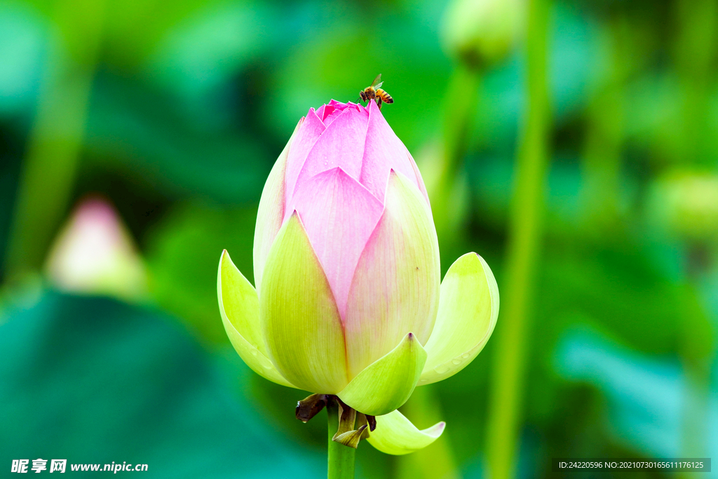 荷花