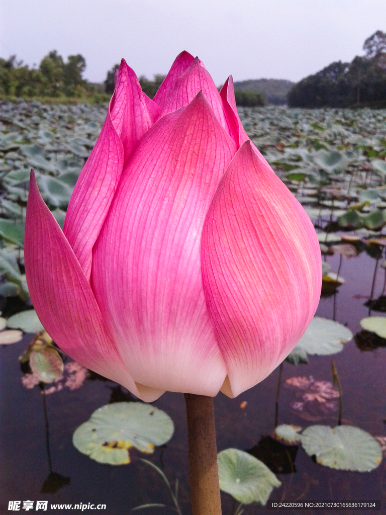荷花