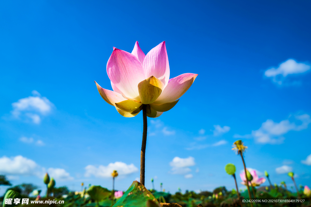 荷花