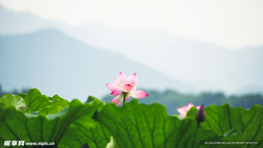 荷花