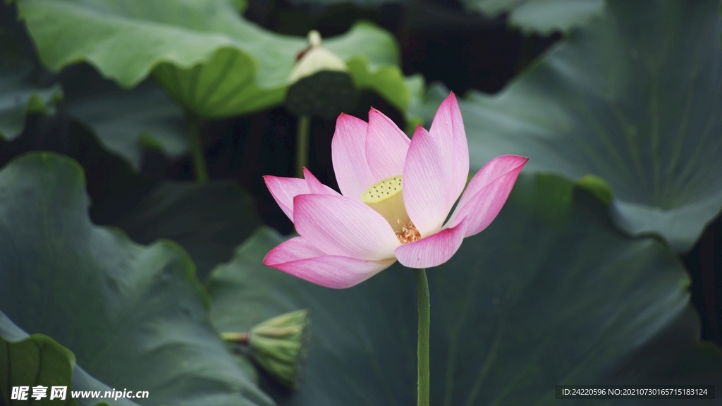 荷花
