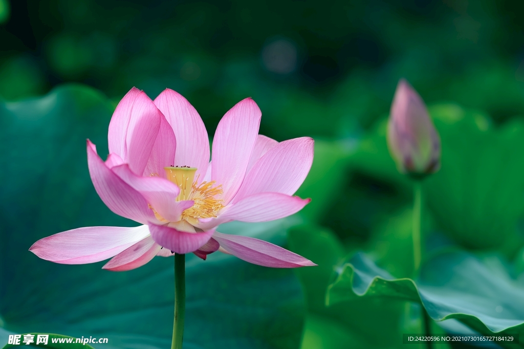 荷花