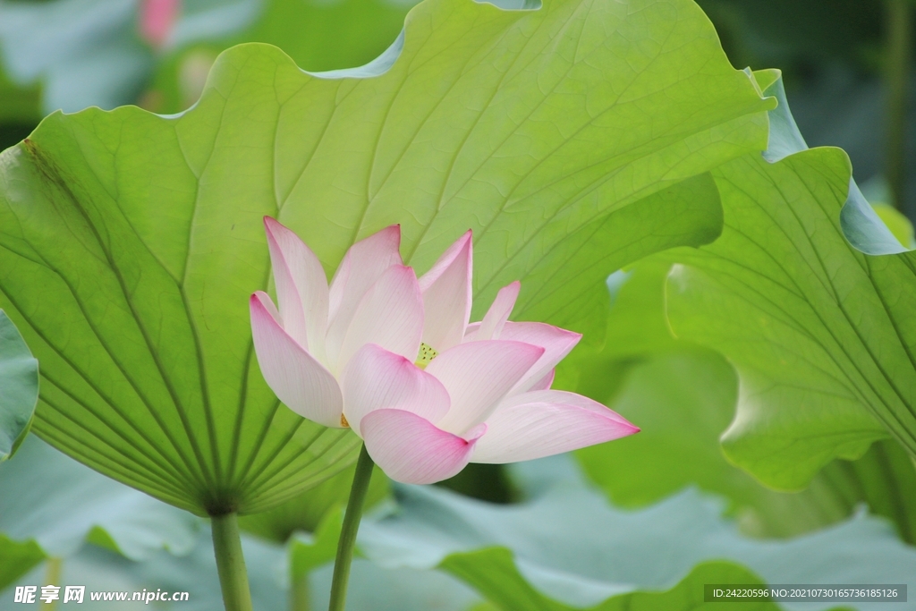 荷花