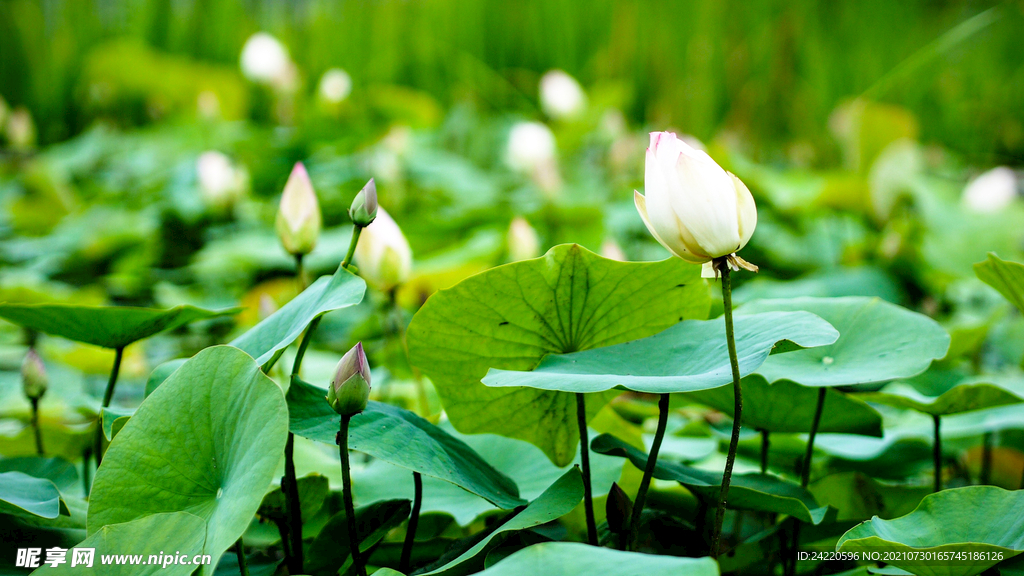 荷花
