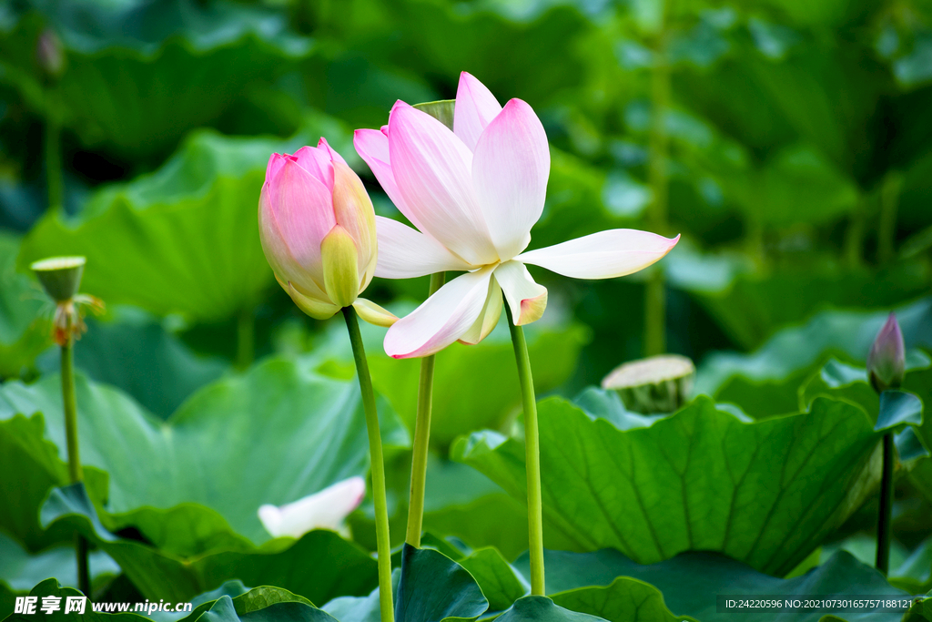 荷花