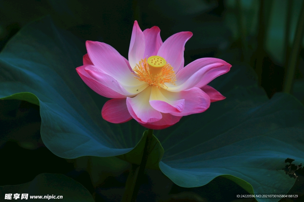 荷花