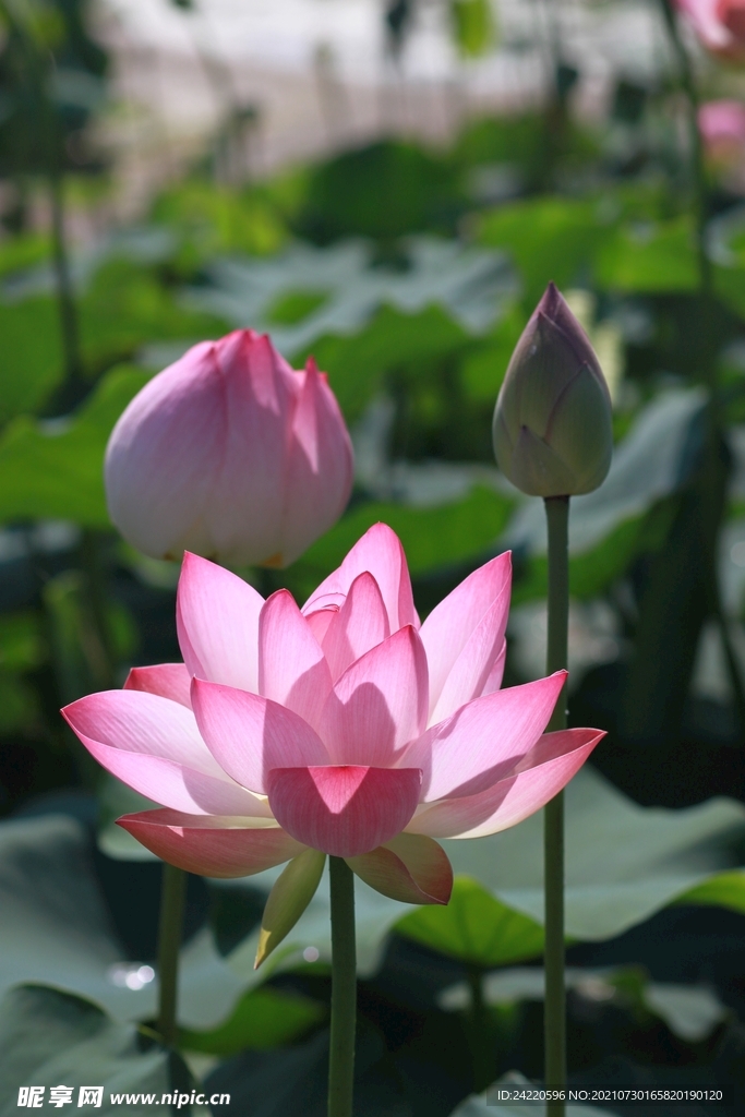 荷花