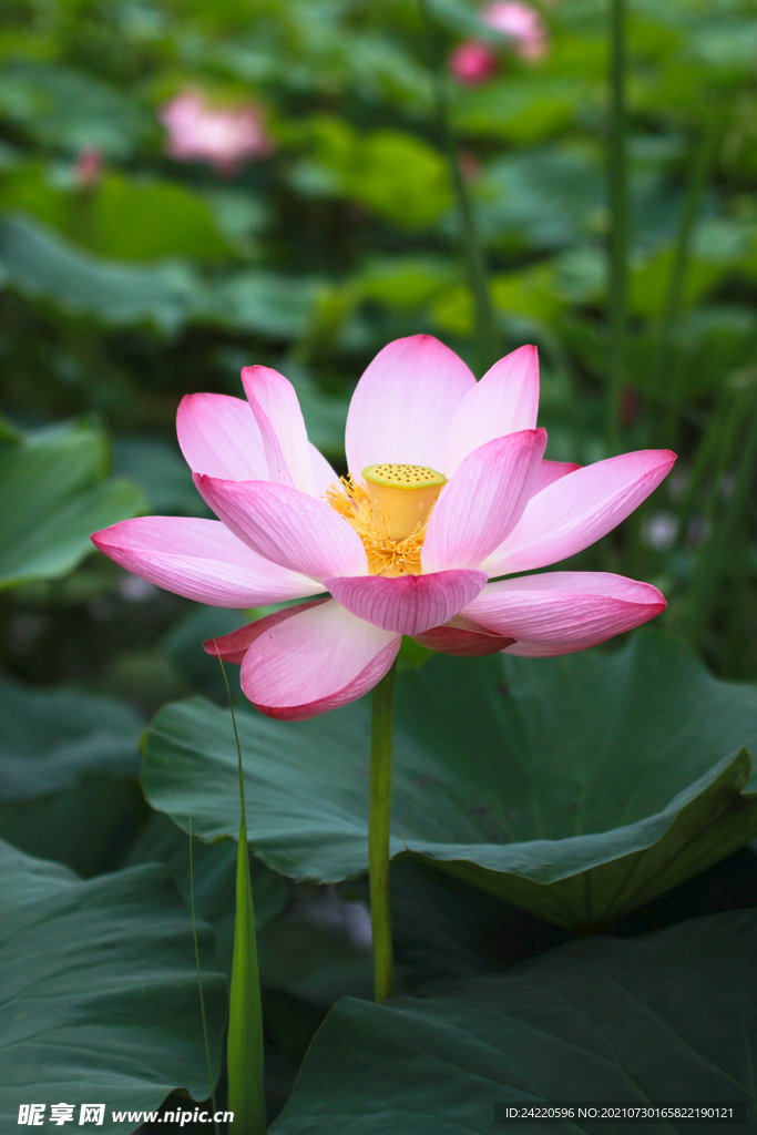 荷花