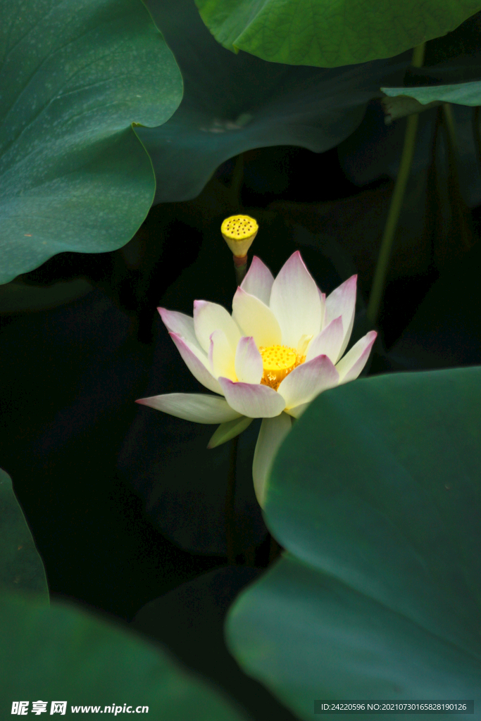 荷花