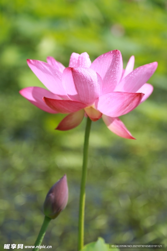 荷花