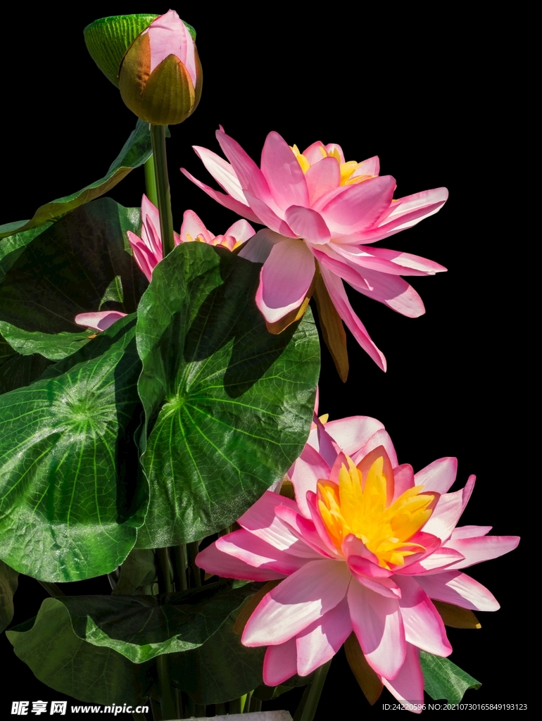 荷花