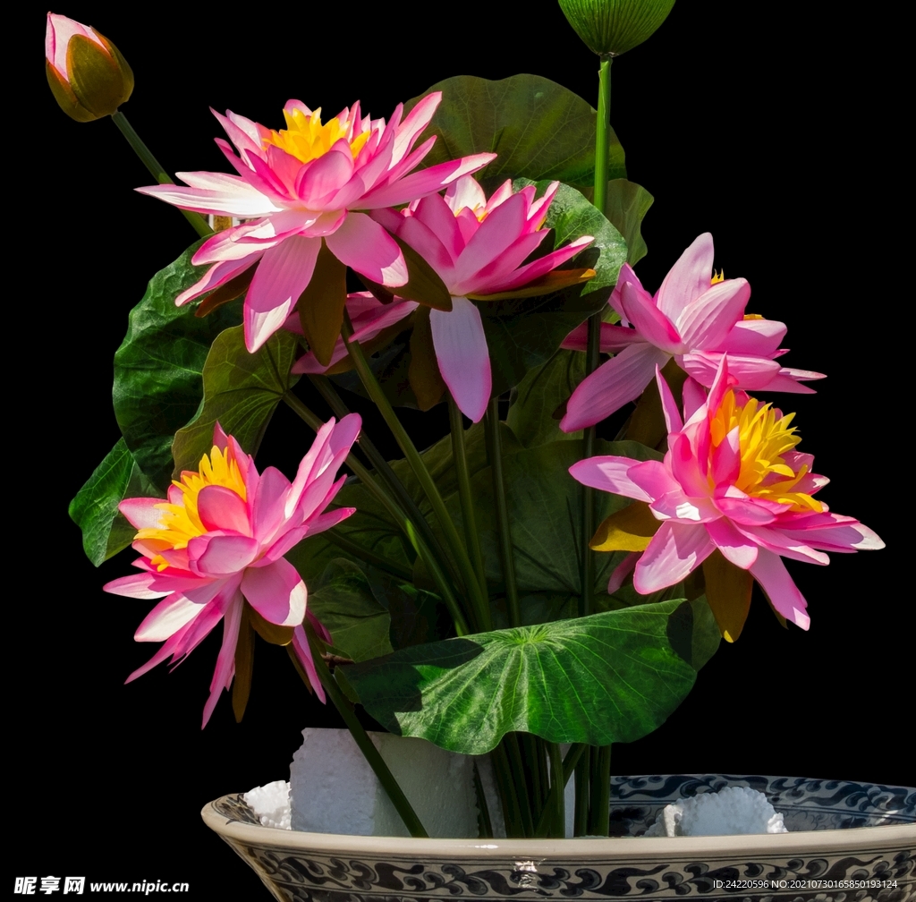 荷花