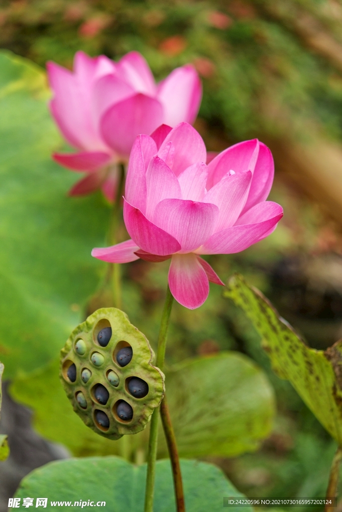 荷花