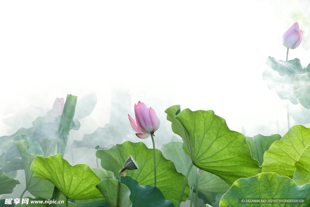 荷花