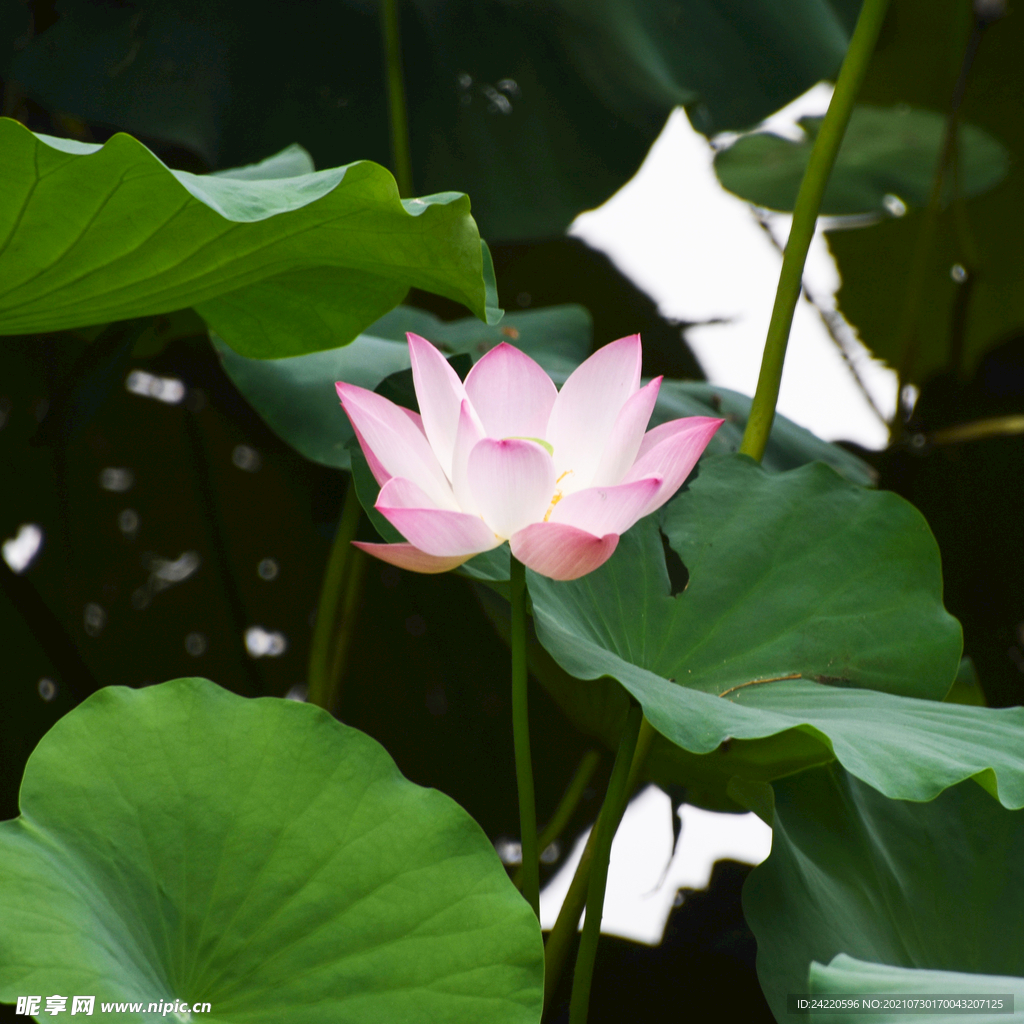 荷花