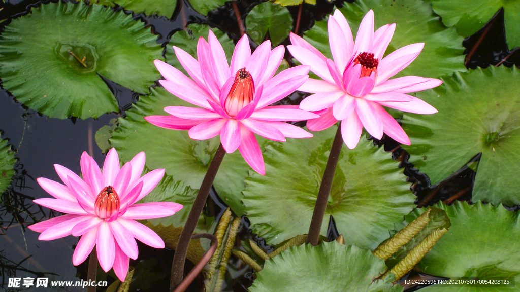 荷花