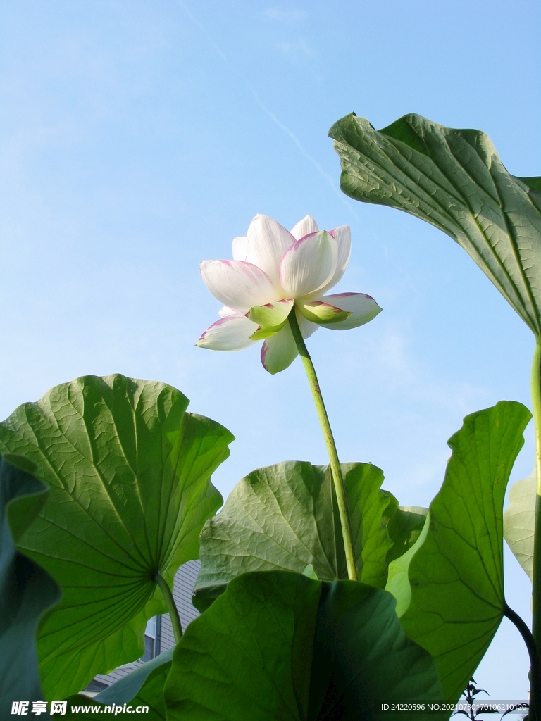 荷花