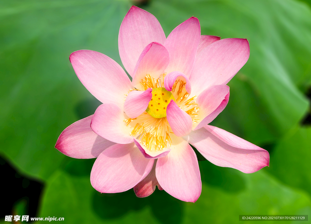 荷花