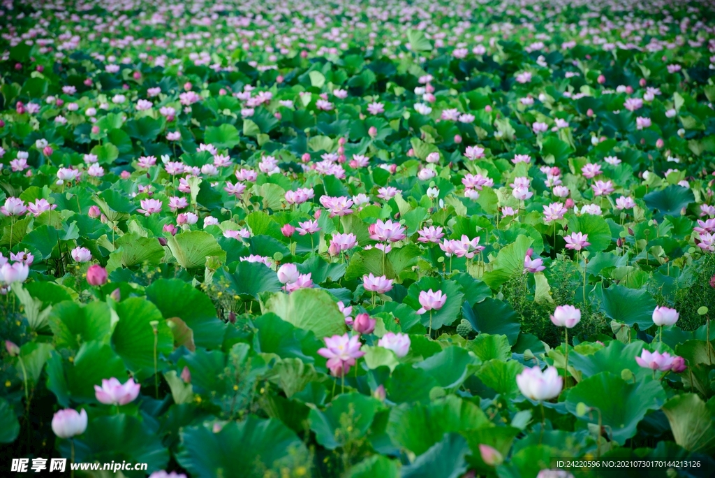 荷花