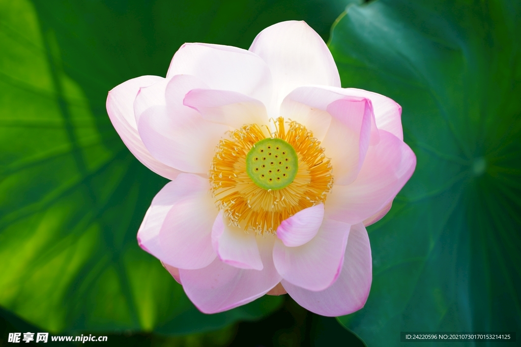 荷花