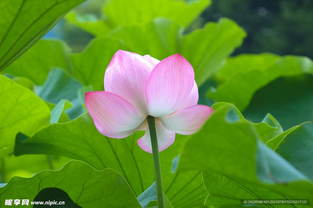 荷花