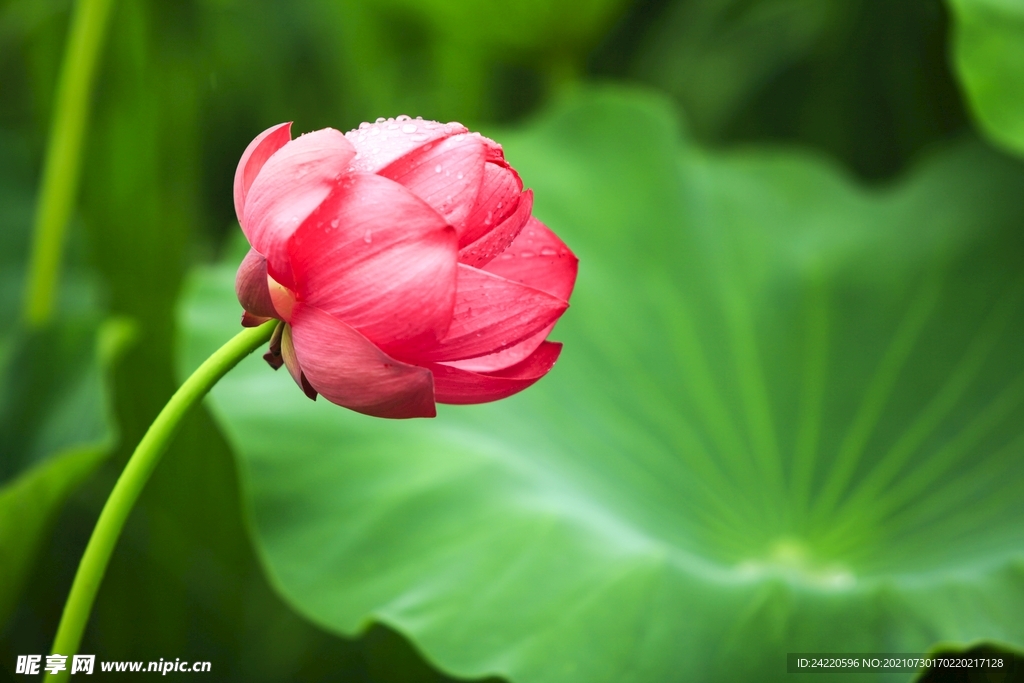 荷花