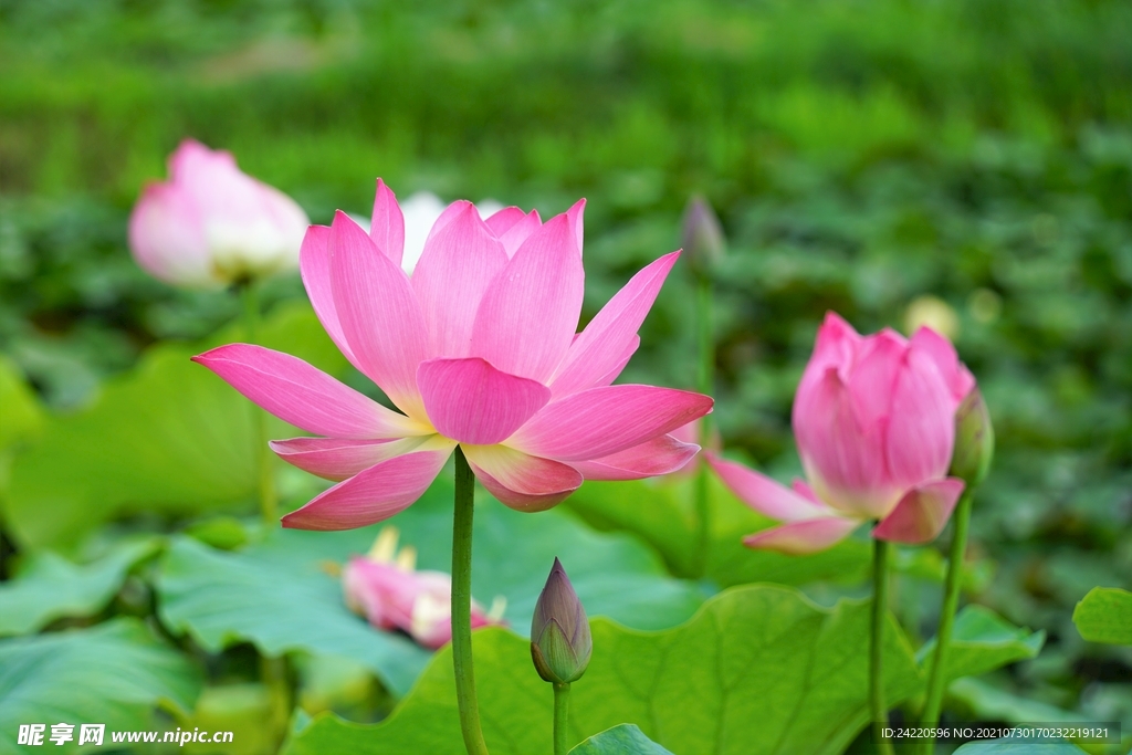 荷花