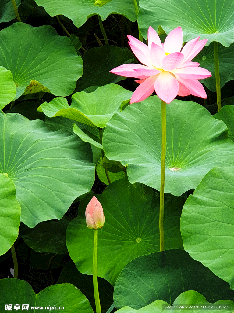 荷花