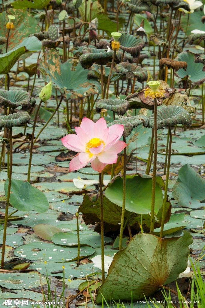 荷花