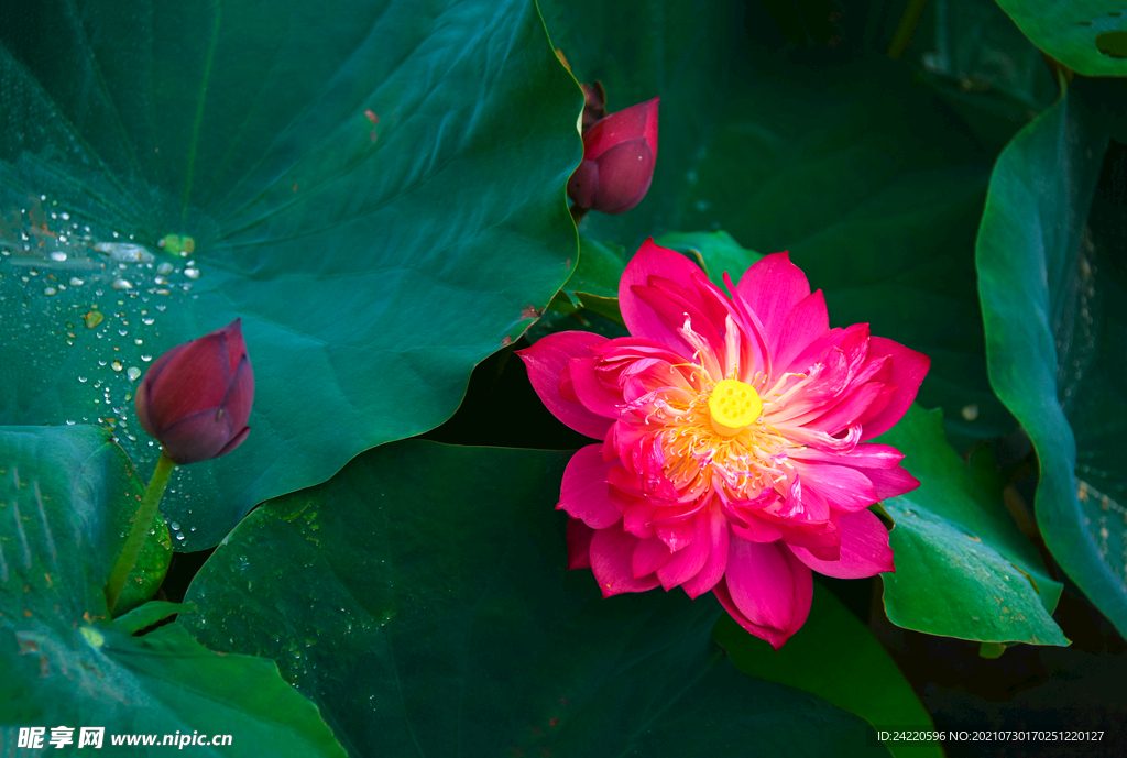 荷花