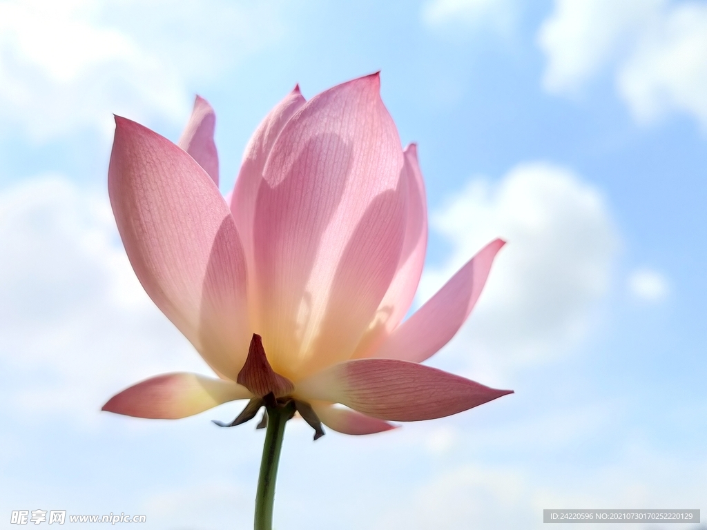 荷花
